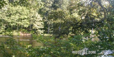 NIEL GOW'S FIDDLE TREE