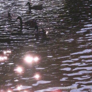 DUCKSINLIGHT-EDIT_