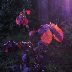 BUD_SROSE-EDIT_