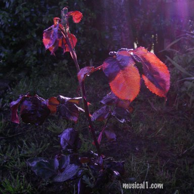 BUD_SROSE-EDIT_