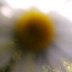 Closedaisy
