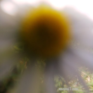 Closedaisy