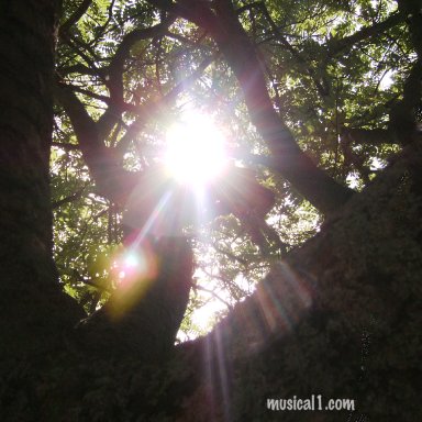 _SUNTHINGINTHEWAYTREEMOVES_