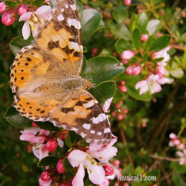BUTTERFLY-EDIT_