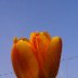TULIPEDIT_