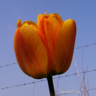 TULIPEDIT_