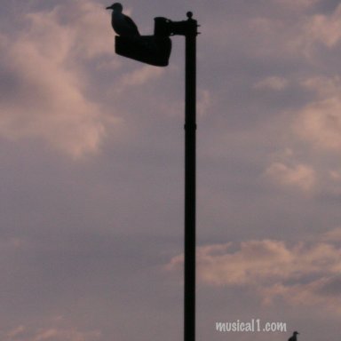 _TWOGULLABLE_-EDIT_3