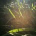 light_grass