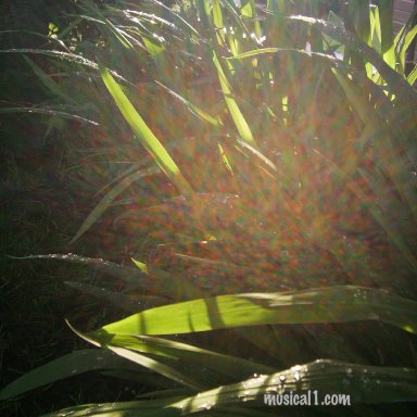 light_grass