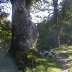 Niel Gow's Fidle Tree 