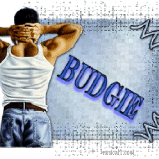 budgie06