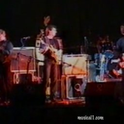 the rubber tree plants