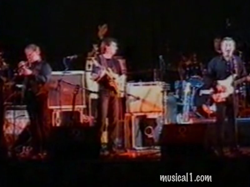 the rubber tree plants