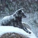 Wolf Winter