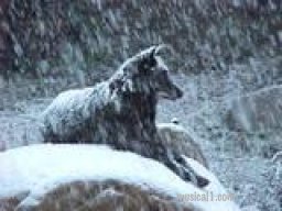 Wolf Winter