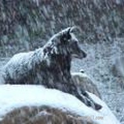 Wolf Winter