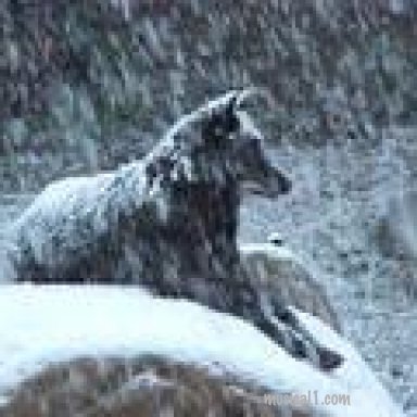 Wolf Winter