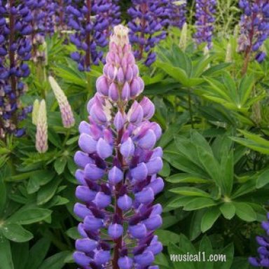 I MUST BE FALLING IN LOVE