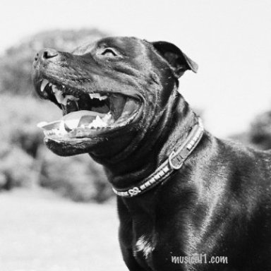havin a laugh