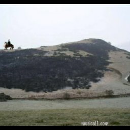CattleBaistQuine